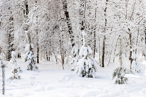 small pines in winter forest