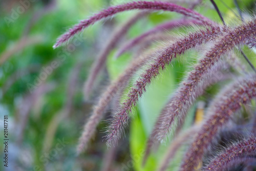 Macro photo. Pennisetum bristly in the garden close-up. Beautiful fluffy flower