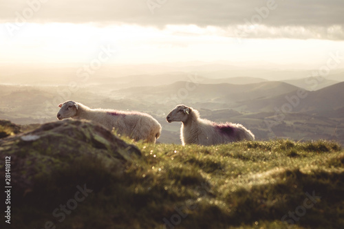 Billede på lærred Brebis mouton dans les montagnes basque