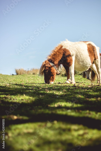 Cheval basque Pottok dans la montagne photo