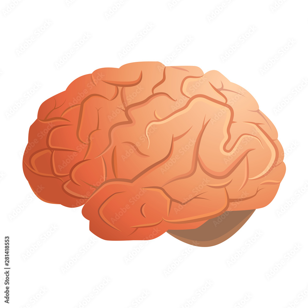 Human brain on a white background vector illustration Human brain on a white background vector illustration