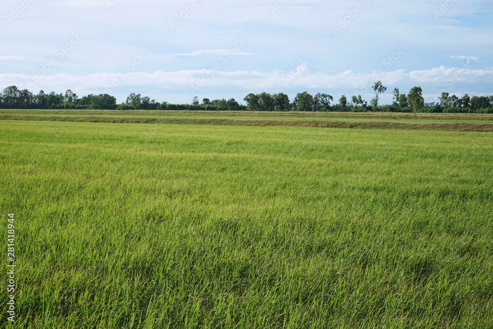 Obraz premium Rice fields and beautiful skies