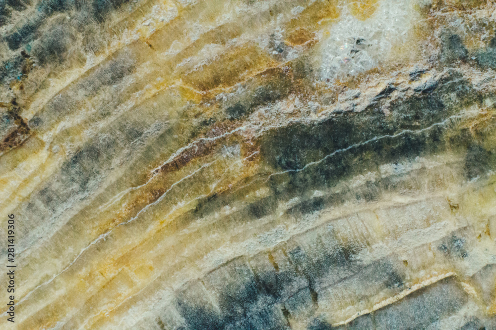 Natural piece of saw cut of petrified wood macro texture Natural piece of saw cut of petrified wood macro texture