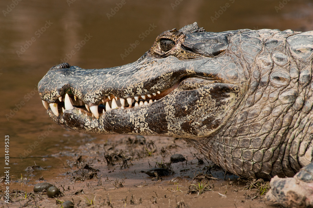 Obraz premium Jacaré