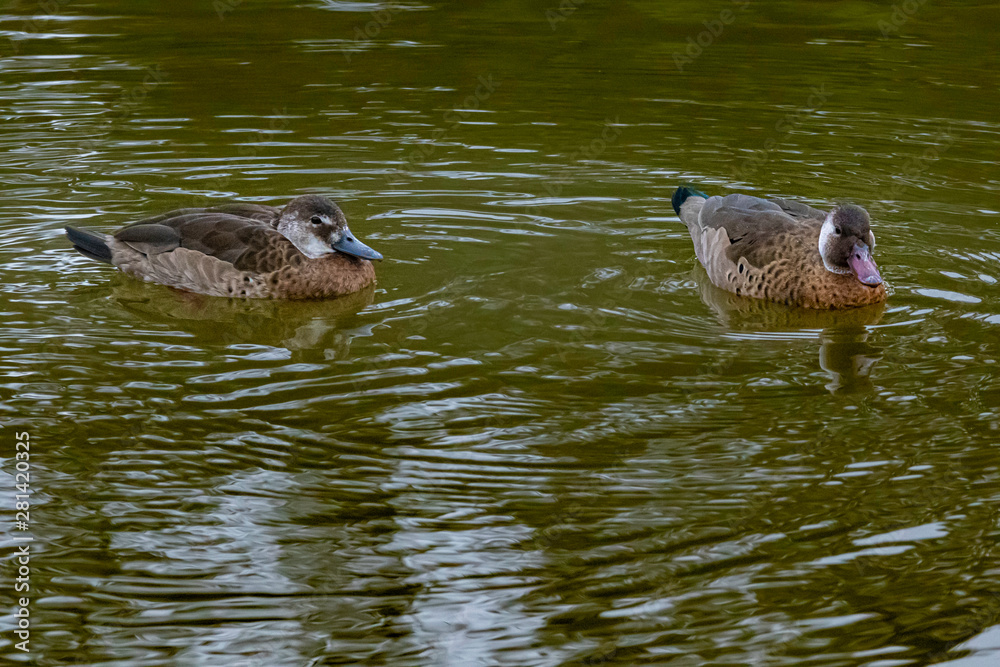 Brazilian teals couple swimming in a pond Brazilian teals couple swimming in a pond