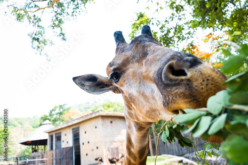 Giraffe. Making a funny face as he chews. The concept of animals in the zoo