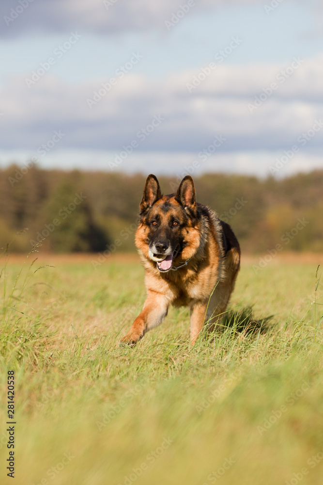 Altdeutscher Schäferhund im Herbst