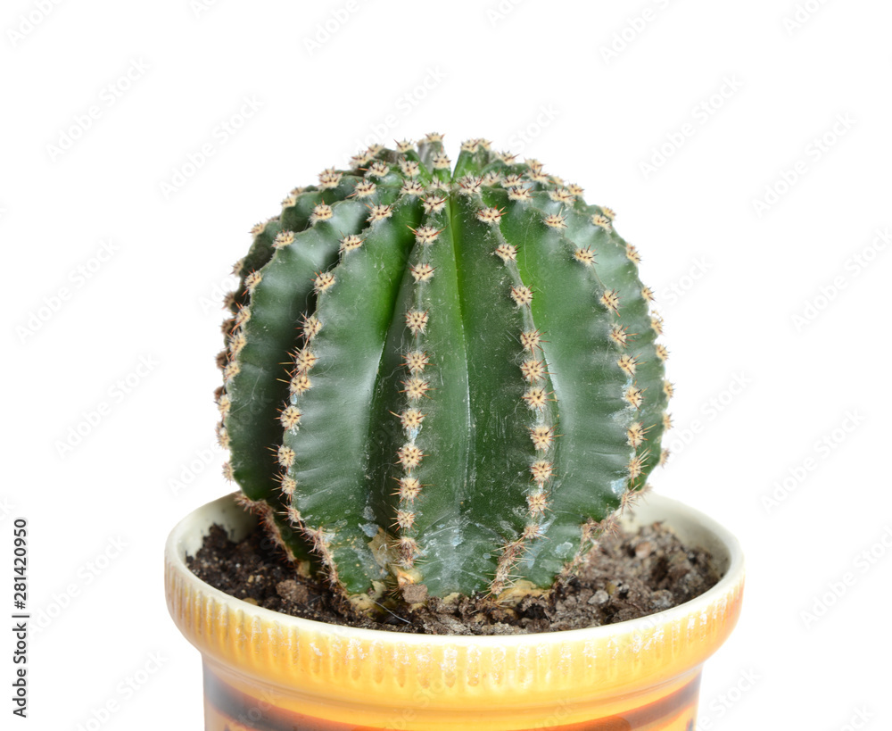 Big cactus in pot close up