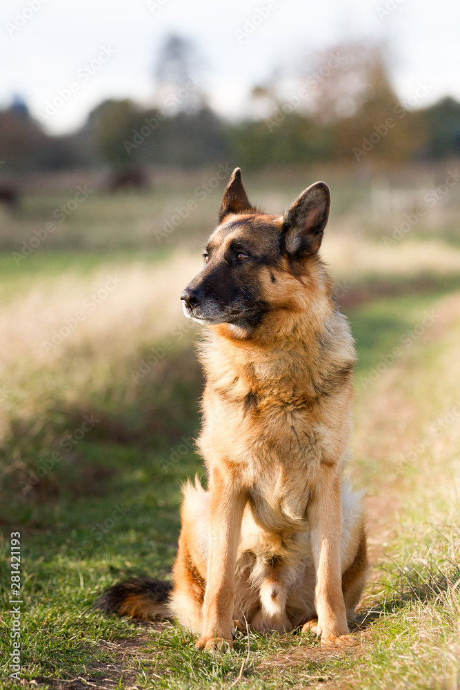 Altdeutscher Schäferhund im Herbst Altdeutscher Schäferhund im Herbst