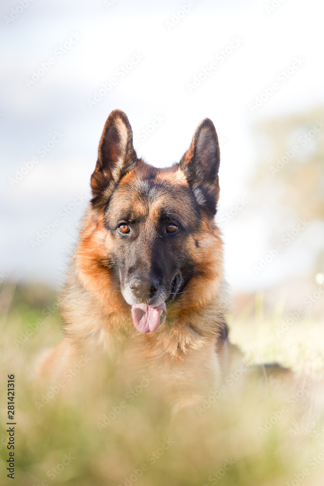 Altdeutscher Schäferhund im Herbst