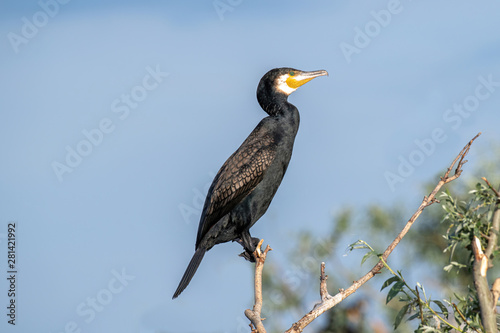 Great Cormorant or Phalacrocorax carbo in nature