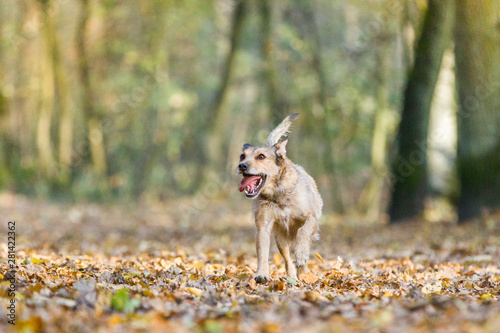 Hund im Herbst Wald
