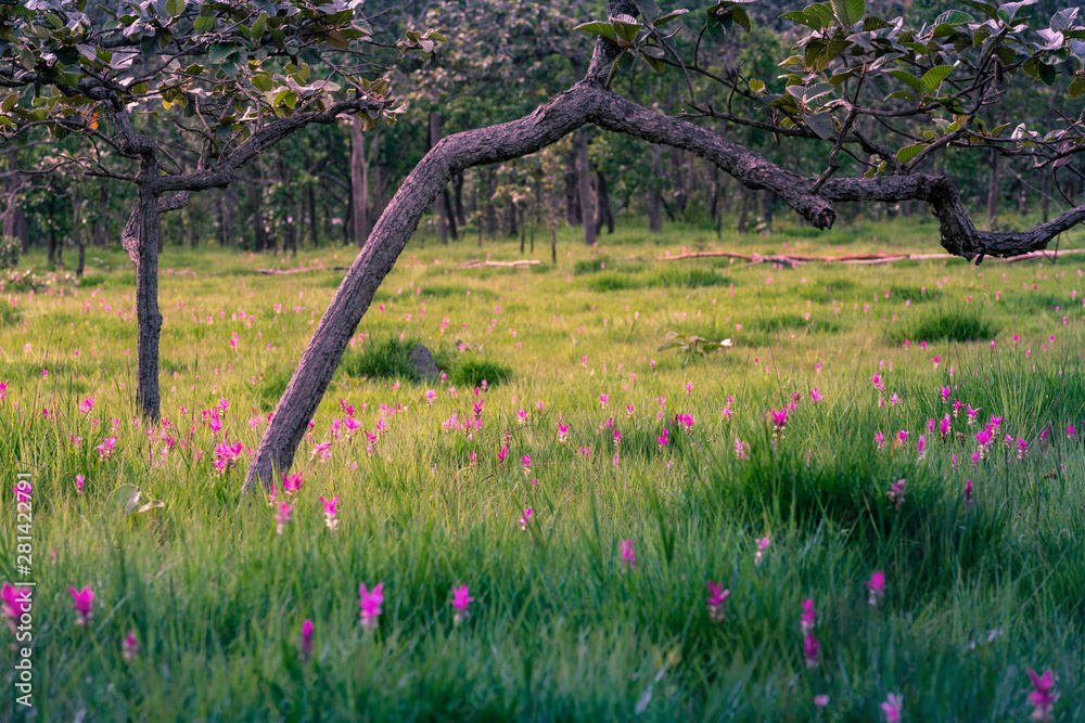 Obraz premium Siam Tulip or Krajiew flower field in thailand at Sai Thong National Park Chaiyaphum,Thailand.