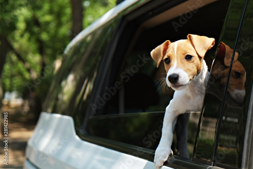 Cute two months old Jack Russel terrier puppy with folded ears inside the car. Small adorable doggy with funny fur stains. Close up, copy space, background.