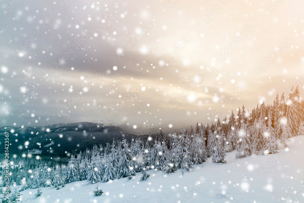 Beautiful winter mountain landscape. Tall dark green spruce trees covered with snow on mountain peaks and cloudy sky background. Beautiful winter mountain landscape. Tall dark green spruce trees covered with snow on mountain peaks and cloudy sky background.