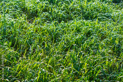 Summer grass witn morning dew