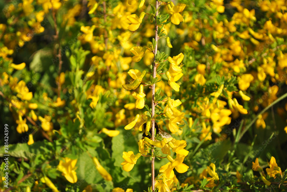 Branches of flowering genista tinctoria (dyer’s greenweed or dyer's broom), natural organic background Branches of flowering genista tinctoria (dyer’s greenweed or dyer's broom), natural organic background