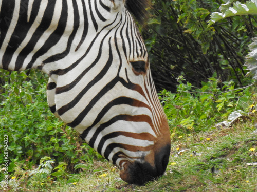 Closeup of Zebra Grazing