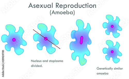 Asexual reproduction. Amoeba transparent. Amoeba division stages. Nucleus and cytoplasm divided. Genetically similar, sister amoeba. biological drawing vector illustration