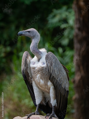 White-backed Vulture Gyps africanus © hyserb