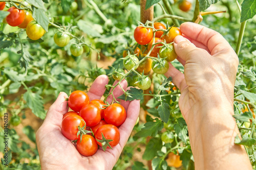 Woman harvesting fresh tomatoes in the garden in a sunny day. Farmer picking organic tomatoes. Vegetable Growing concept