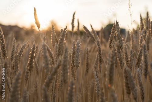 getreide, weizen, feld,