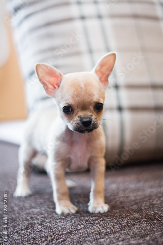 Chihuahua puppy spitz dog pet yorkshire terrier © Дария