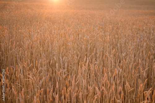 Landscape of a golden wheat field at sunset.