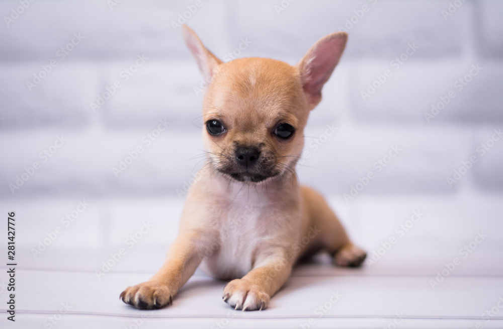 Chihuahua puppy spitz dog pet yorkshire terrier