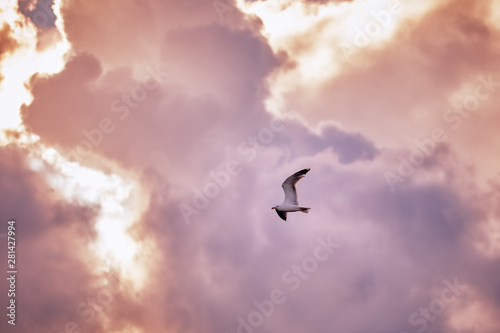 Seagull fly and hover against a moody dramatic cloudy sky