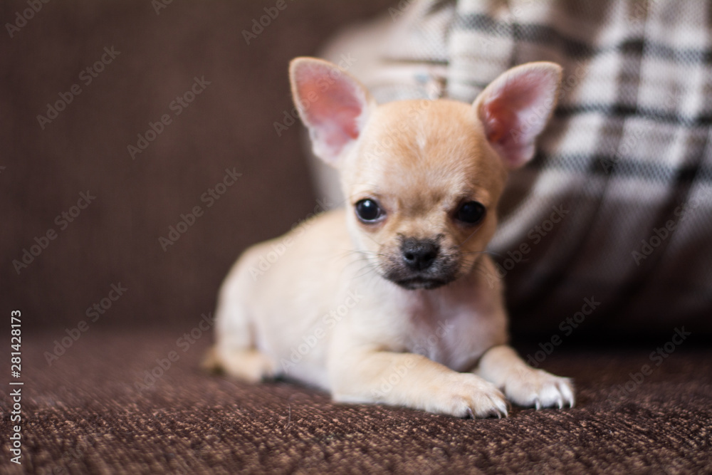 Chihuahua puppy spitz dog pet yorkshire terrier