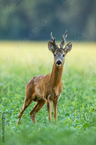 Strong roe deer, capreolus capreolus, buck with big antlers standing on green field in summer with blurred background. Territorial male deer mammal in nature listening facing to camera.