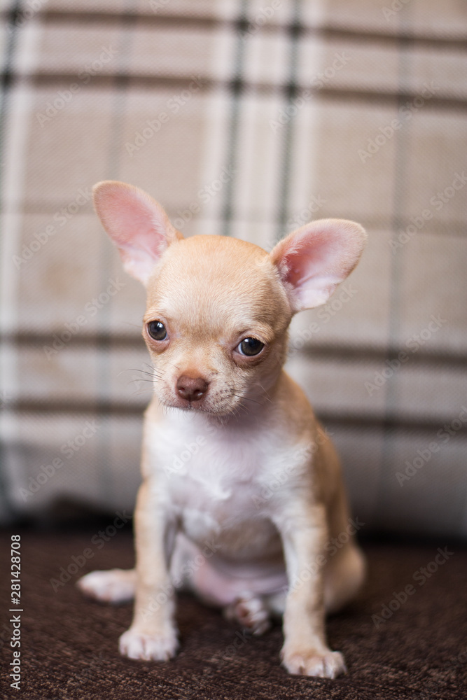 Chihuahua puppy spitz dog pet yorkshire terrier Chihuahua puppy spitz dog pet yorkshire terrier