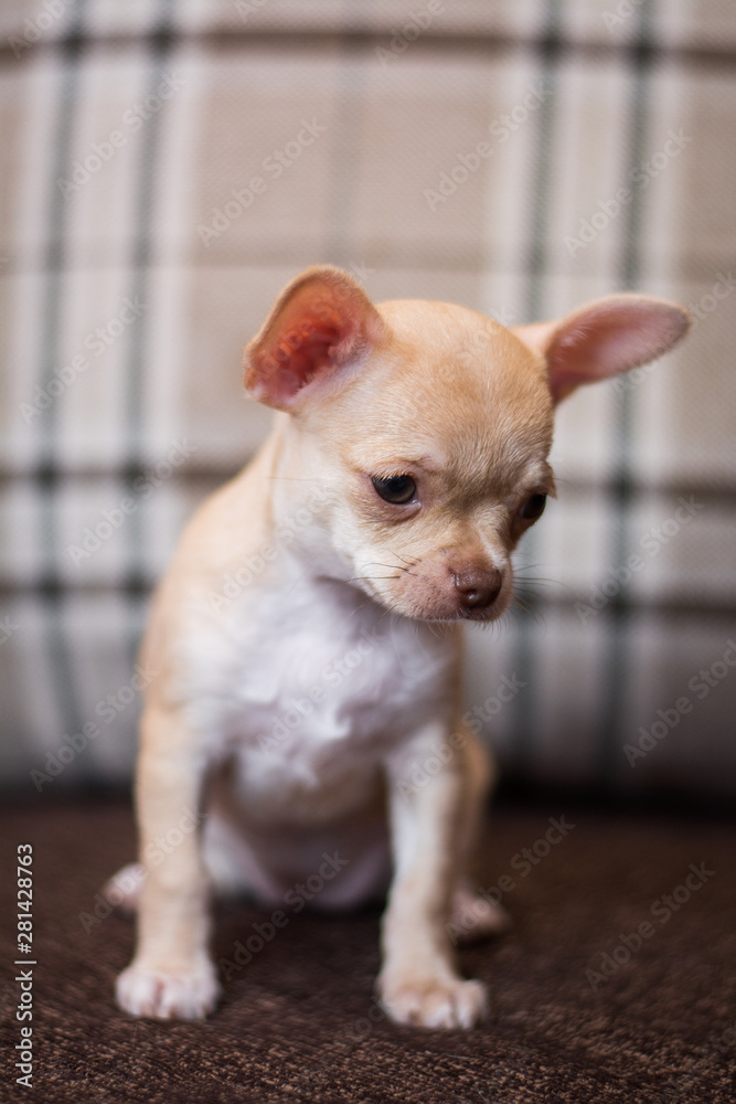 Chihuahua puppy spitz dog pet yorkshire terrier Chihuahua puppy spitz dog pet yorkshire terrier