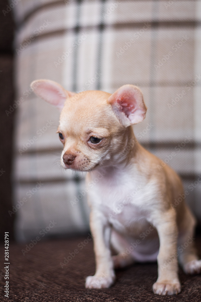 Chihua breed small puppy, dog, looking at the camera