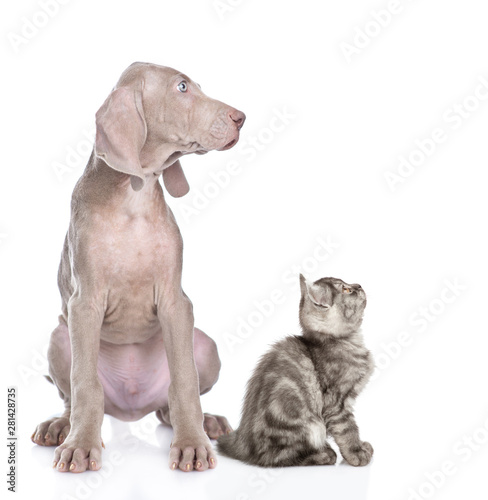 Tabby kitten and weimaraner puppy sitting and looking away together on empty space. isolated on white background