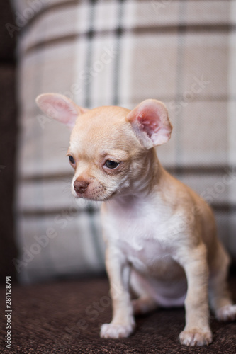 Chihua breed small puppy, dog, looking at the camera © Дария