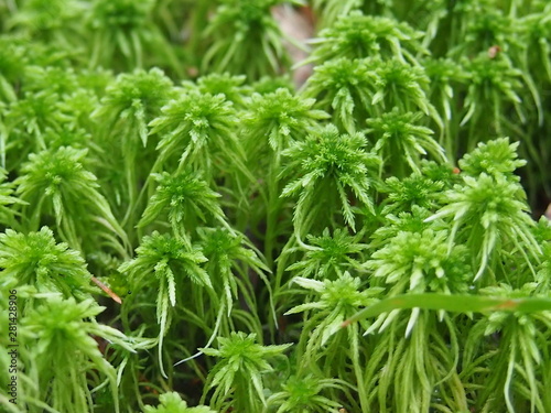 parsley on a green background