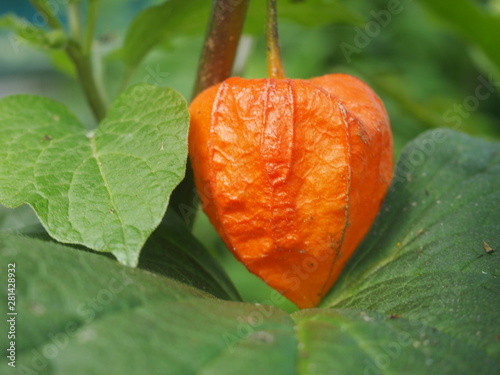 orange on leaf