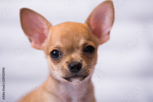 Chihuahua puppy spitz dog pet yorkshire terrier