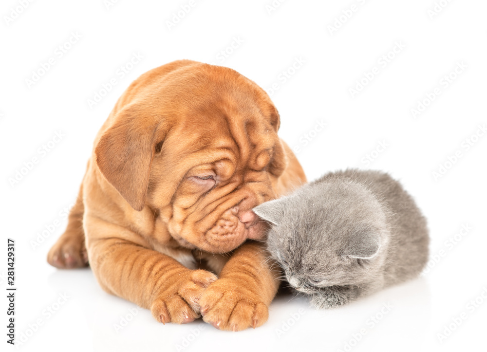 Cute puppy lying with sleepty kitten. isolated on white background Cute puppy lying with sleepty kitten. isolated on white background