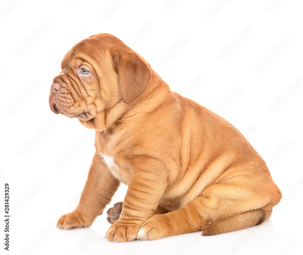 Portrait of a Bordeaux puppy sitting in profile. isolated on white background