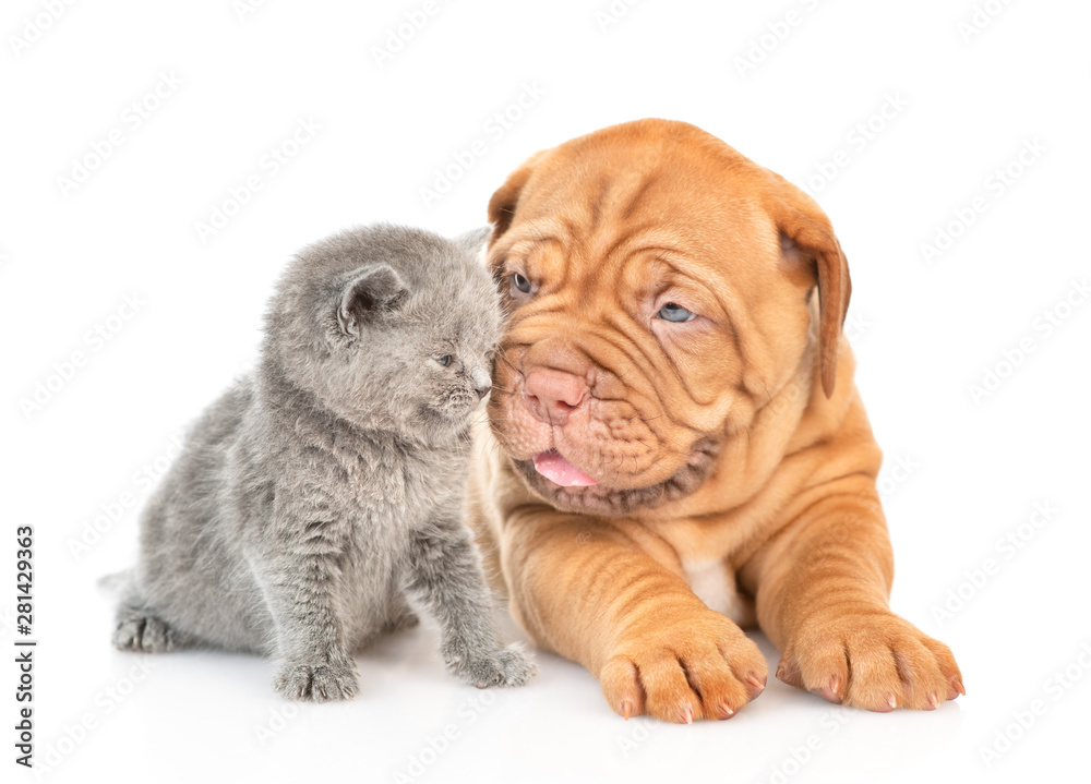 Baby kitten and mastiff puppy look at each other. isolated on white background Baby kitten and mastiff puppy look at each other. isolated on white background