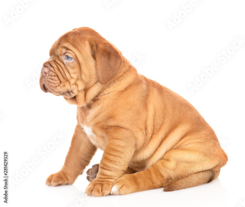 Portrait of a Bordeaux puppy sitting in profile. isolated on white background