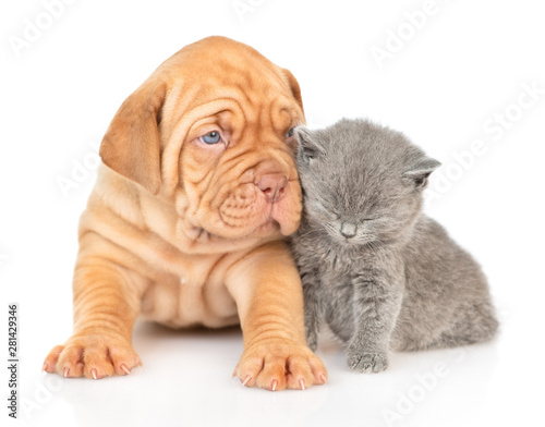 Sleepy kitten sitting with mastiff puppy in front view. isolated on white background