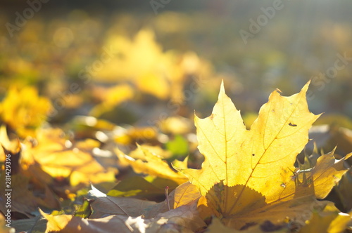 Beautiful autumn background for web design. Wallpaper. Nature.