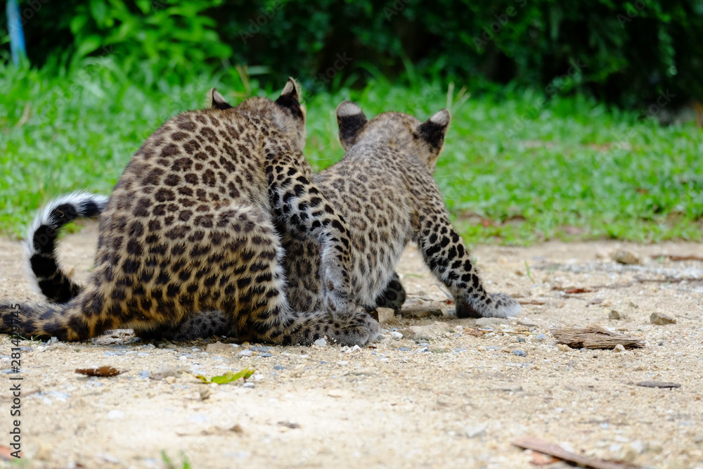 Obraz premium baby leopard at wild life breeding station.