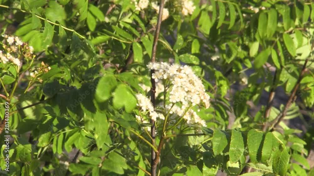 Wooden twig with green leaves. Slow wind blowing bloom tree. Nature. Wooden twig with green leaves. Slow wind blowing bloom tree. Nature.