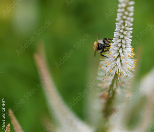 bee on a flower