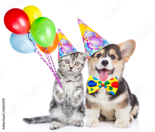 Corgi puppy and kitten holds balloons. isolated on white background